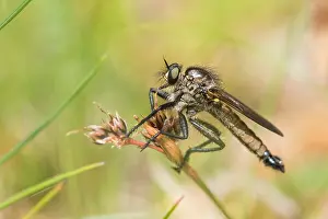 Germany Macro Photography Imprime: Macro image of an insect in Germany