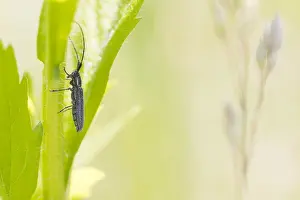 Baden Wurttemberg Nature Images Imprime: Macro image of an insect in Germany