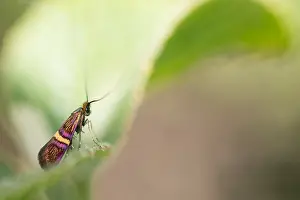 Macro Nature Photography Imprime: Macro image of an insect in Germany