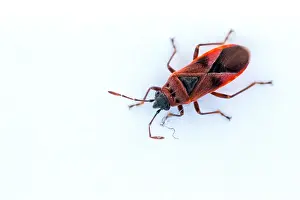 European Insects Imprime: Macro image of an insect in Germany