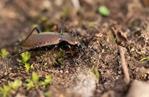 Macro Nature Photography Imprime: Macro image of an insect in Germany