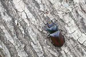 Imágenes fechadas el 13 de junio de 2013: Imagen de marco de un insecto.