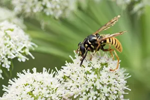 Imágenes Con fecha del 6 de agosto de 2019: Imagen de un insecto de Marco.