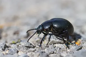 Impresión enmarcada : Imagen de un insecto de Marco.