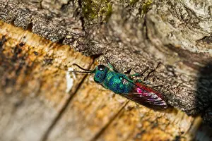 Impresión enmarcada : Imagen de marco de un insecto.