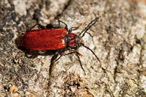 Impresión enmarcada : Imagen de marco de un insecto.