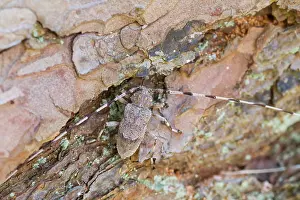 Impresión enmarcada : Imagen de marco de un insecto.