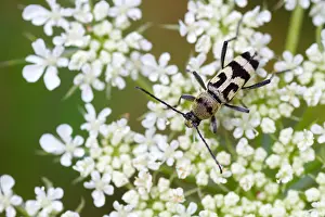 Agosto Imprime: Imagen de marco de un insecto.