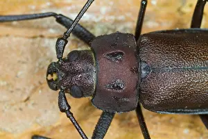 Imagen de marco de un insecto.