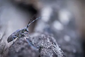 Impresión enmarcada : Imagen de marco de un insecto.