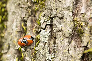 German Wildlife Nature Photography Imprime: Marco image of an insect