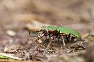 Green Tiger Beetle Imprime: Marco image of an insect