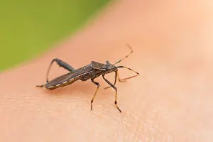 Impresión enmarcada : Imagen de un insecto de Marco.