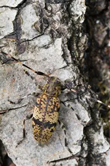 Impresión enmarcada : Imagen de un insecto de Marco