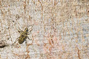 Impresión enmarcada : Imagen de marco de un insecto.