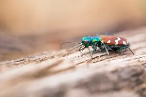 Imágenes Con fecha del 5 de junio de 2019: Imagen de marco de un insecto.