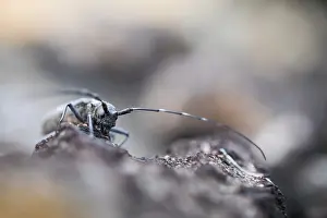Wildlife In Russia Imprime: Marco image of an insect