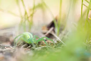 Russian Nature Photography Imprime: Marco image of an insect