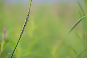 Impresión enmarcada : Imagen de marco de un insecto. Impresión enmarcada : Imagen de marco de un insecto.