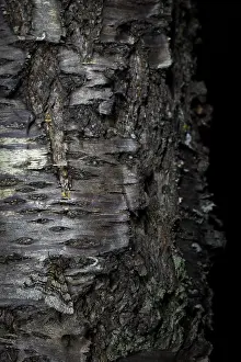 Impresión enmarcada : Imagen de marco de un insecto.