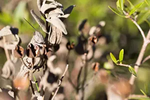 Marzo Imprime: Imagen de marco de un insecto.