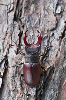 Impresión enmarcada : Imagen de marco de un insecto. Impresión enmarcada : Imagen de marco de un insecto.
