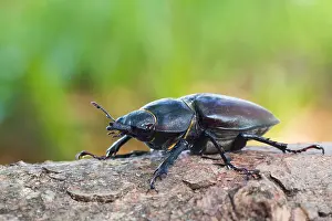 Imágenes fechadas el 13 de junio de 2013: Imagen de marco de un insecto.