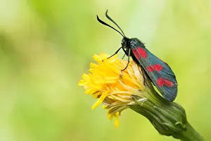 Impresión enmarcada : Imagen de un insecto de Marco
