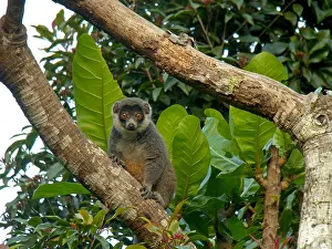 African Mammal Imprime: Mongoose lemur, Eulemur mongoz