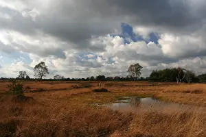 Holland Landscape Photography Imprime: Neterselsche heide