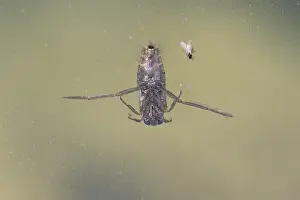 European Insects Imprime: Notonecta sp