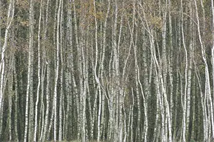 European Birch Forest Imprime: Oderdelta, Oderdelta
