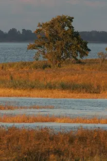 Wetland Landscape Europe Imprime: Oderdelta, Oderdelta