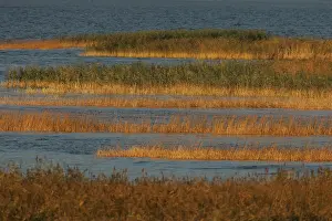 Wetland Landscape Photography Imprime: Oderdelta, Oderdelta