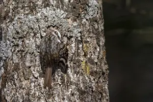 Hokkaido Wildlife Imprime: Orientalis Eurasian Treecreeper, Certhia familiaris daurica