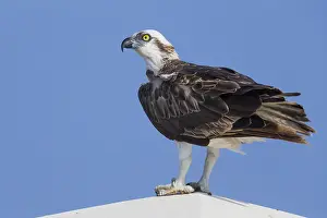 Osprey Bird Imprime: Osprey