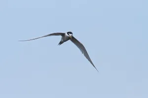 Peru Bird Species Imprime: Peruvian Tern