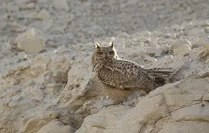 Asian Wildlife Imprime: Pharao Eagle-Owl, Bubo ascalaphus