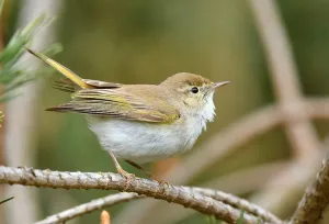 Netherlands Bird Photography Imprime: Phylloscopus bonelli