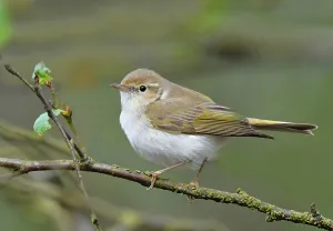Impresión enmarcada : Phylloscopus bonelli