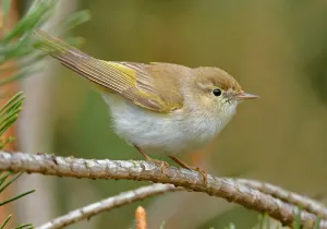 Impresión enmarcada : Phylloscopus bonelli