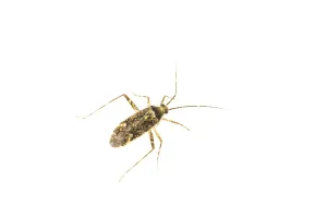Phytocoris dimidiatus