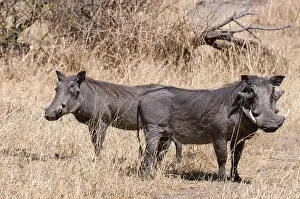 Chobe National Park Botswana Imprime: Portrait of a pair of warthogs