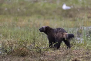 Finnish Wildlife Images Imprime: Portrait of a wolverine, Gulo gulo