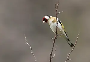 Carduelis Carduelis Imprime: Putter