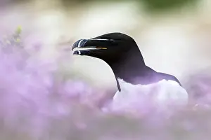 Razorbill Bird Imprime: Razorbill