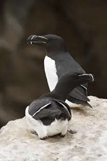 Razorbill Bird Imprime: Razorbill