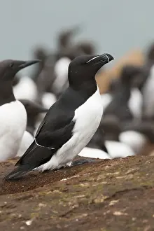Razorbill Bird Imprime: Razorbill