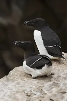 Razorbill Bird Imprime: Razorbill