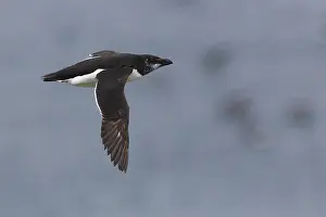 Razorbill Bird Imprime: Razorbill
